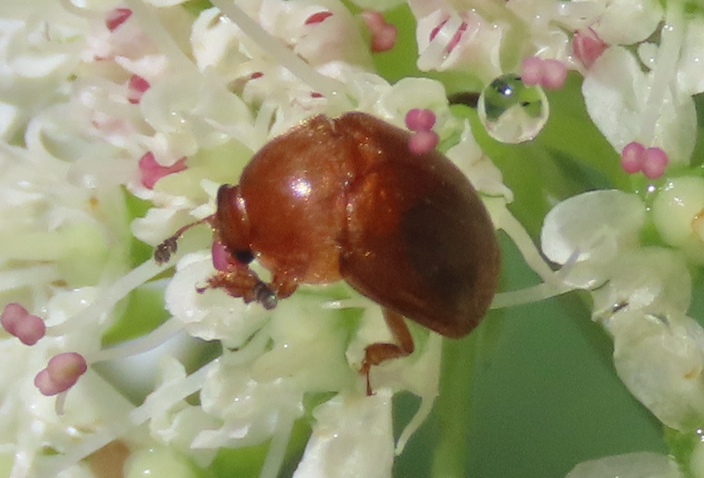 Cychramus luteus